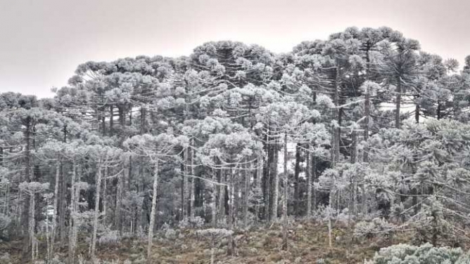 Neve e Sincelo deixam mata de pinheiros brancos em São Joaquim