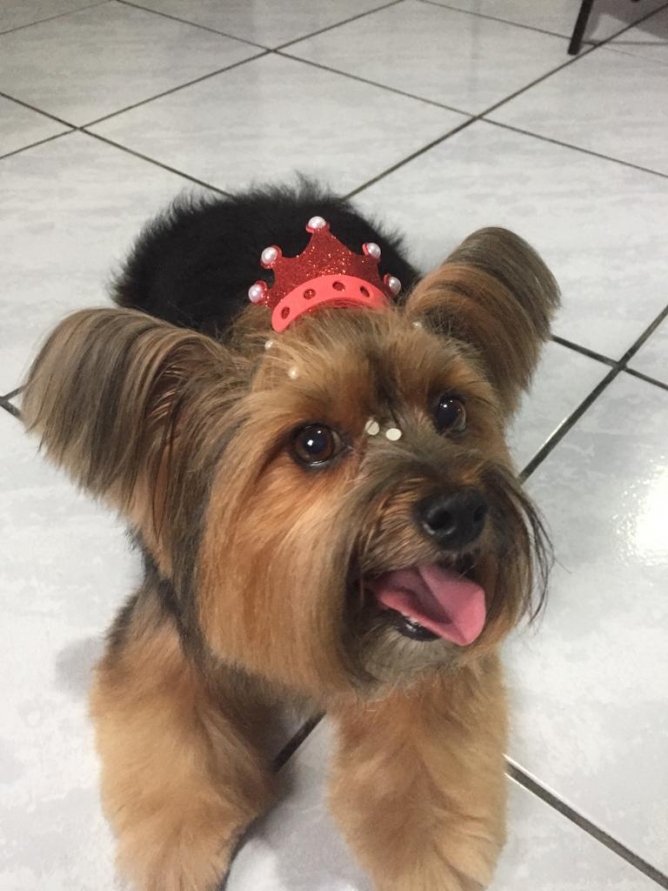 Tutores devem se atentar à quantidade ideal de ração para cães
