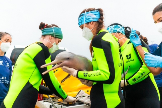Dia Internacional da Toninha convida a comunidade a conhecer e proteger um dos golfinhos mais amea&ccedil;ados do planeta